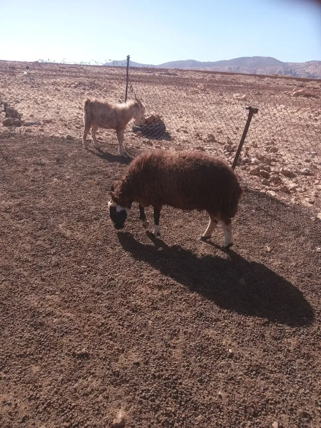 گوسفند|حیوانات مزرعه|دالاهو, |دیوار