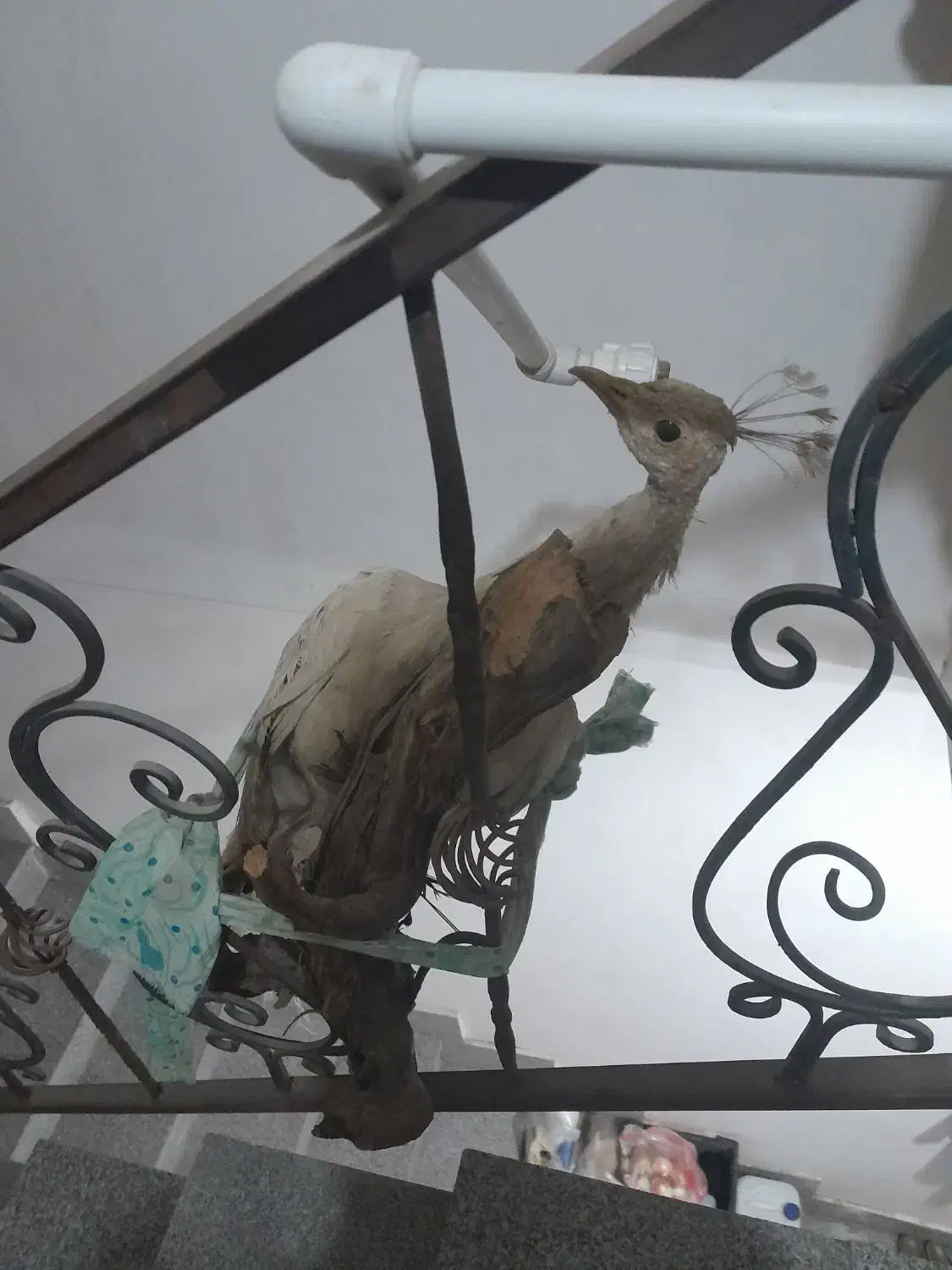 عتیقه وکمیاب|پرنده|مشهد, کوی سیدی|دیوار