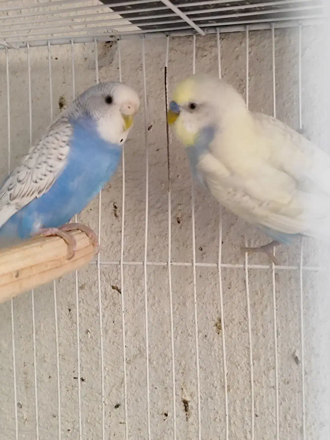 مرغ عشق رنگین کمانی|پرنده|مشهد, امیریه|دیوار