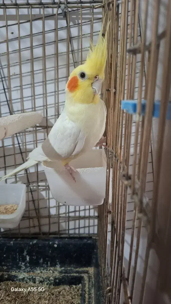 عروس هلندی|پرنده|محلات, |دیوار