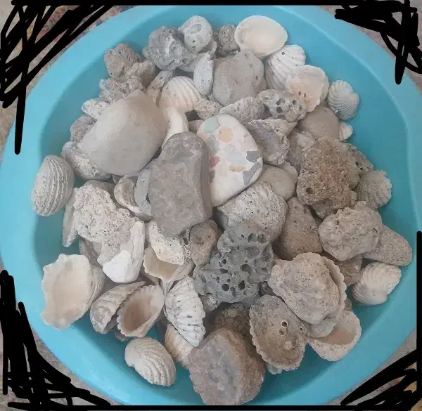 صدف|ماهی|یزد, |دیوار