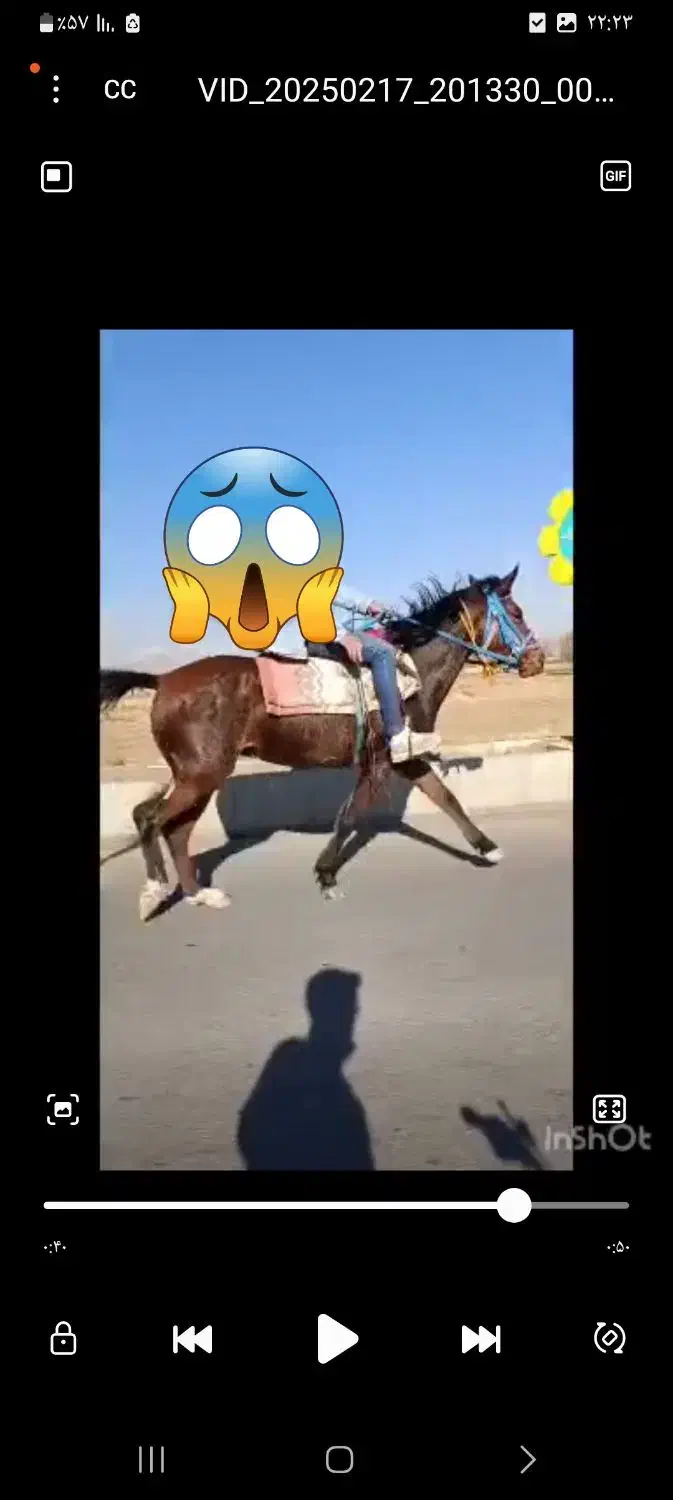 اسب یورقه|اسب و تجهیزات اسبسواری|نیشابور, شهرک رضوی|دیوار