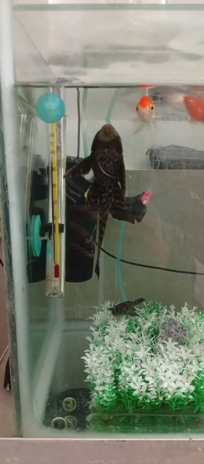 گربه ماهی یا لجن خوار|ماهی|مشهد, تلگرد|دیوار