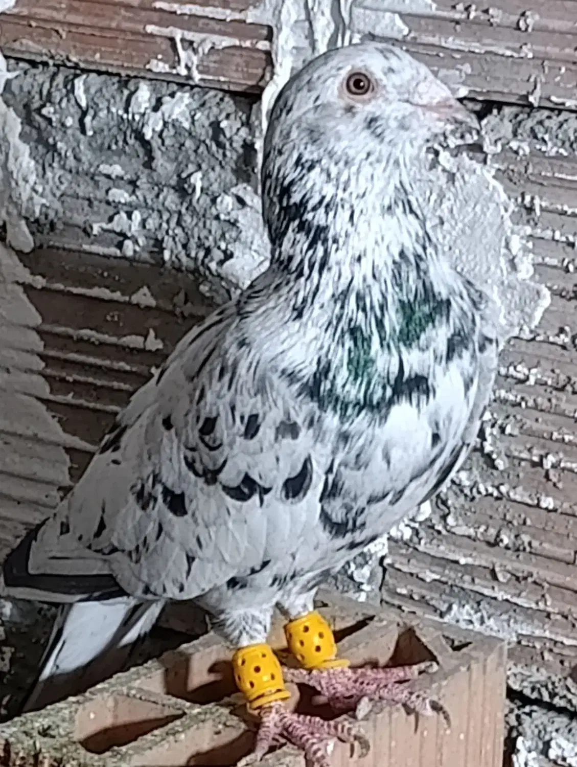 چندتاکبوتردرجه یک|پرنده|گنبد کاووس, |دیوار