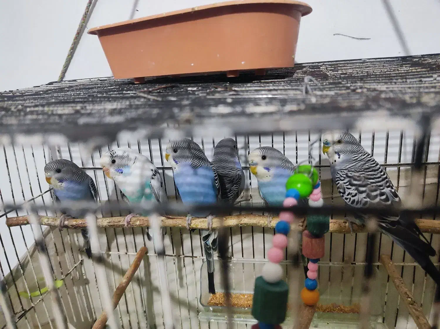 ۶عدد پرنده سالم بدون قفس جای آب و دون خوری|پرنده|خوی, |دیوار