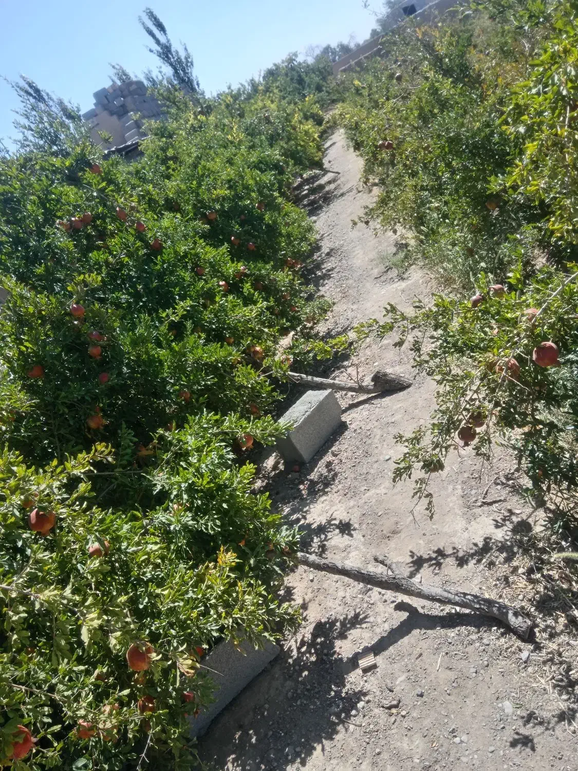 انبار وباغ|فروش زمین و ملک کلنگی|شهرضا, |دیوار