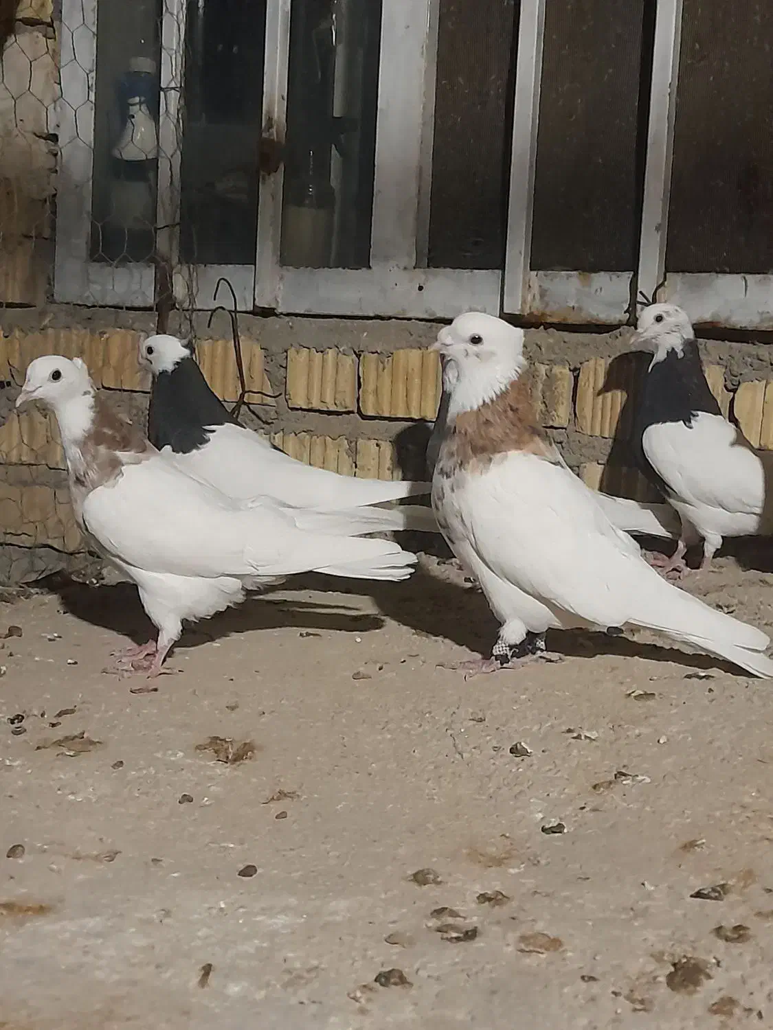 کفتر طوقی بیضا|پرنده|شیراز, گویم|دیوار