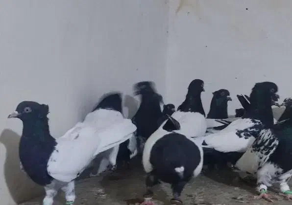 کبوتر کله و سینه. به شرط|پرنده|دره شهر, |دیوار