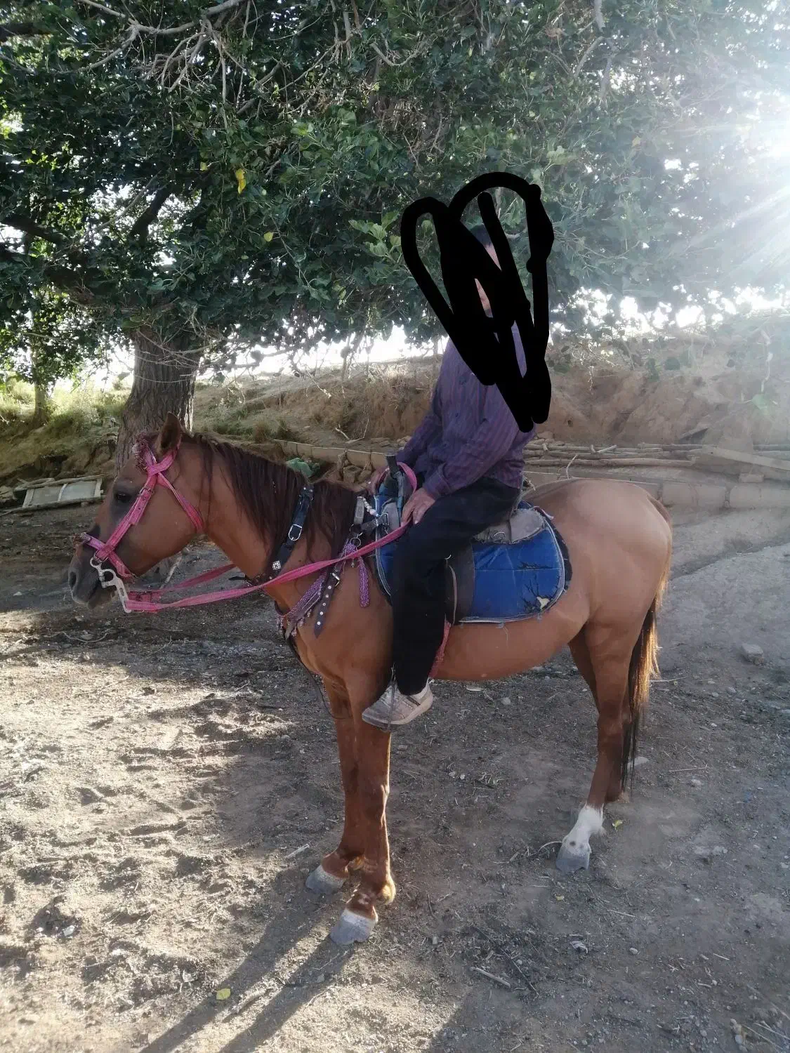 اسب در تجهیزات سوارکاری|اسب و تجهیزات اسبسواری|مشهد, بهمن|دیوار