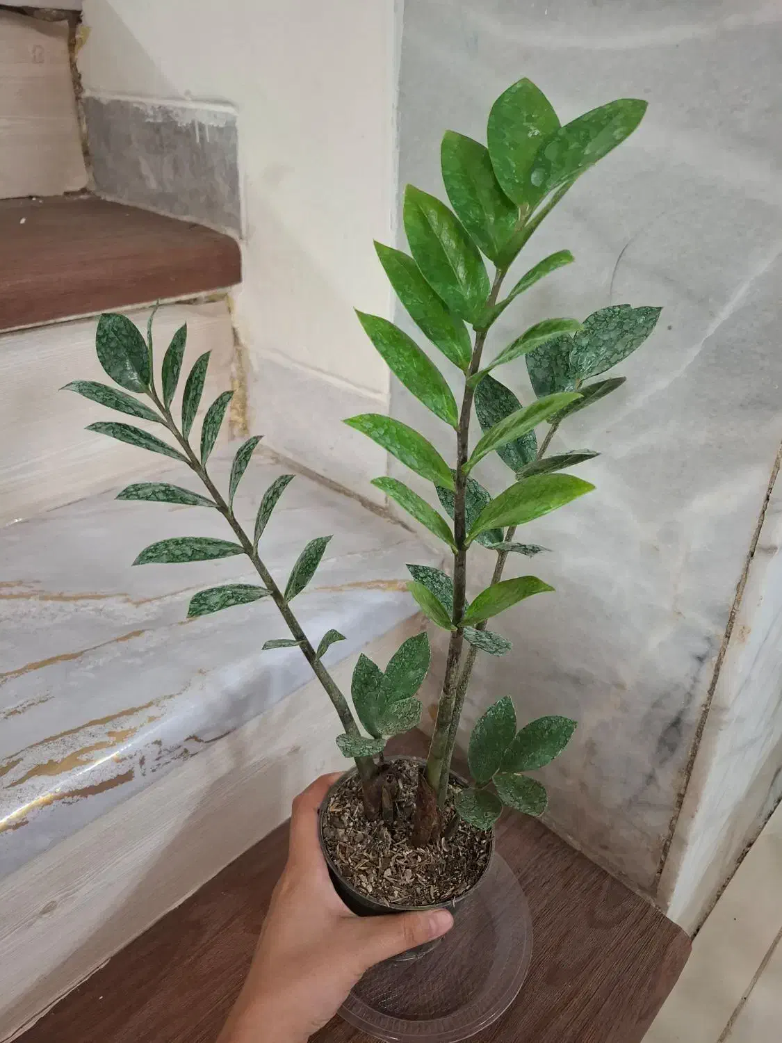 پک گل/گل/گل آپارتمانی/گل و گیاه|گل و گیاه طبیعی|یزد, |دیوار