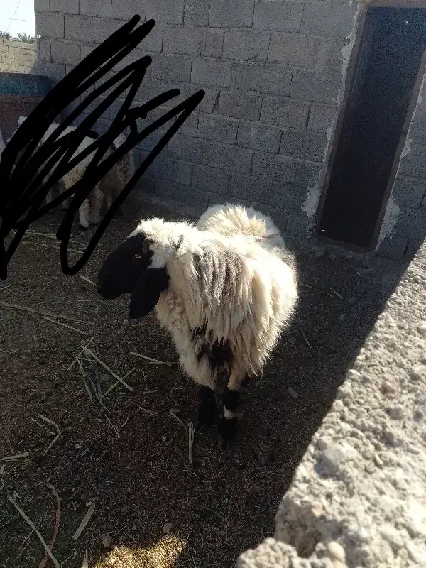 گوراند لتکی|حیوانات مزرعه|مهرستان, |دیوار