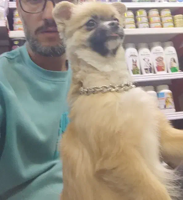 شیواوا موبلند|سگ|تهران, ائمه اطهار|دیوار