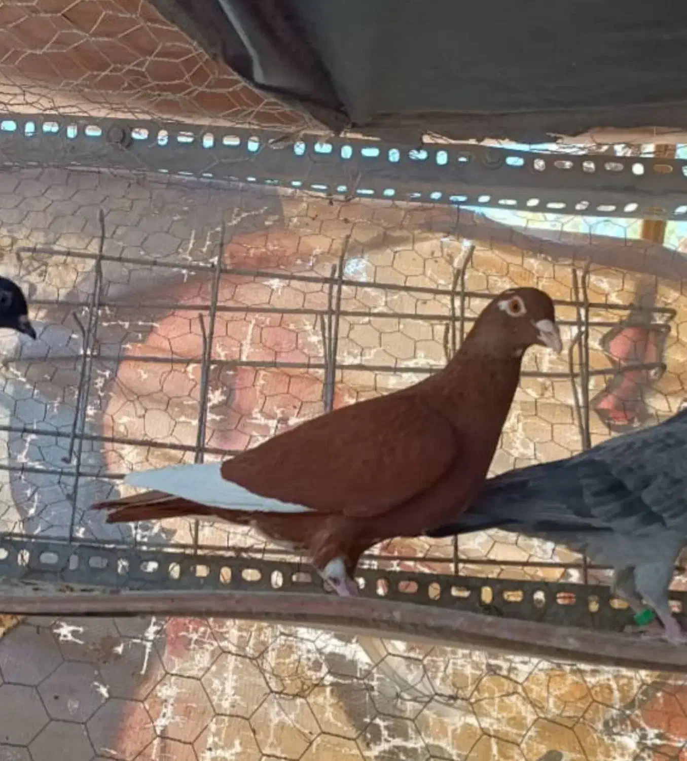 ماده مینا سرخ|پرنده|زاهدان, |دیوار