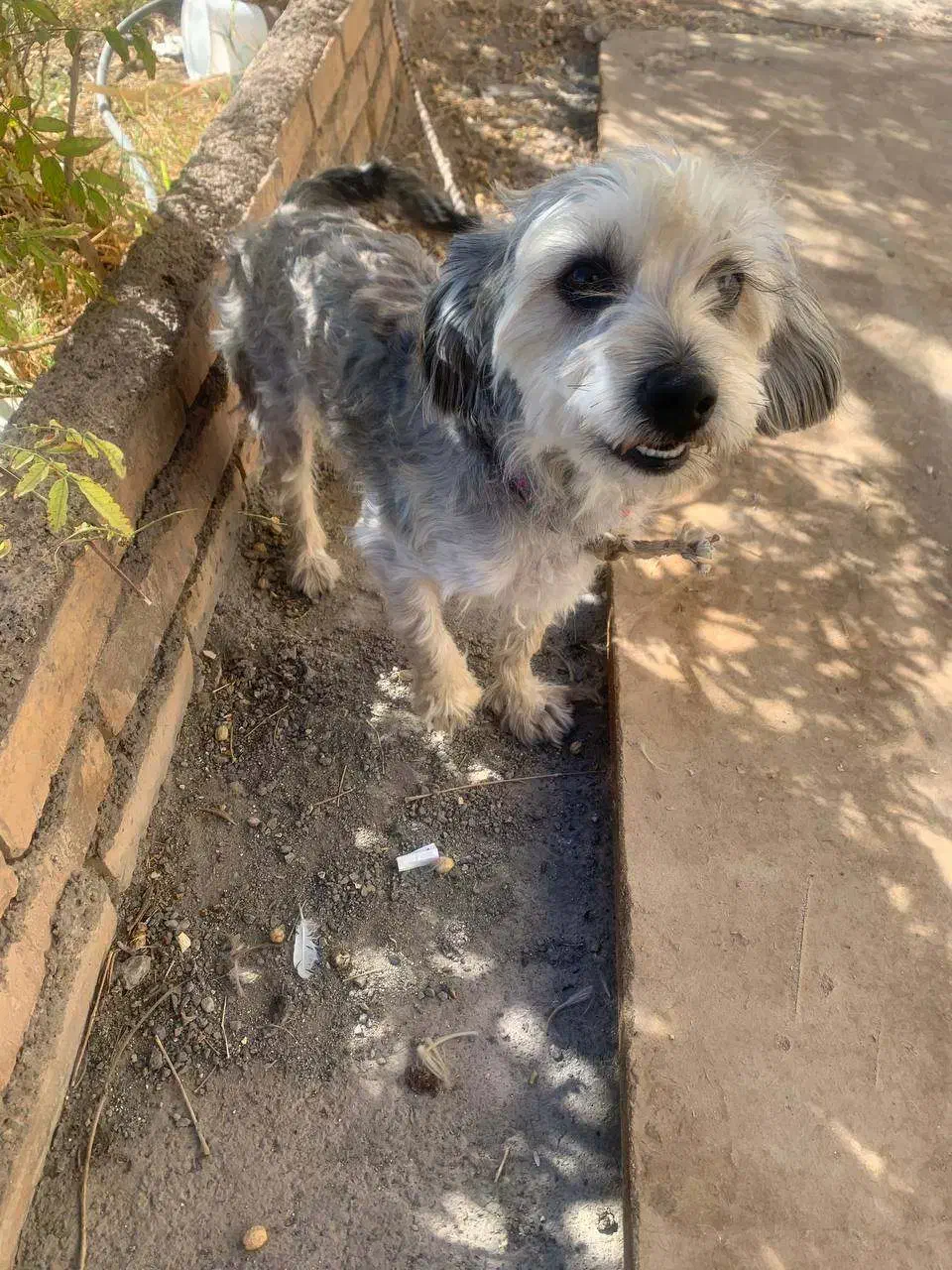 حیوان خانگی|سگ|دلیجان, |دیوار