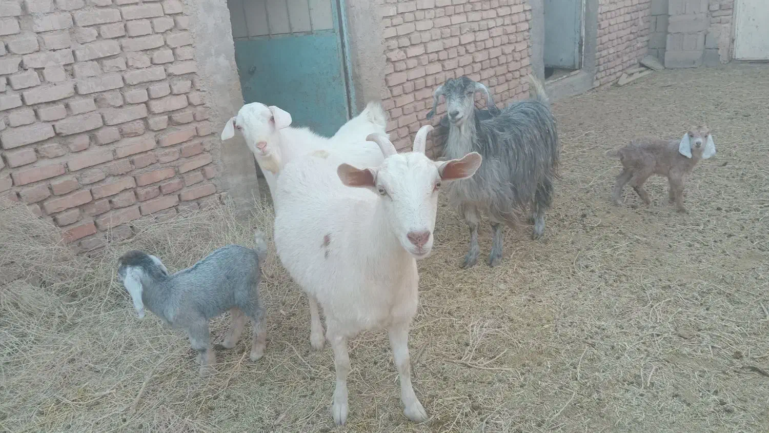 دو راس بز فروشی|حیوانات مزرعه|فردوس (خراسان), |دیوار