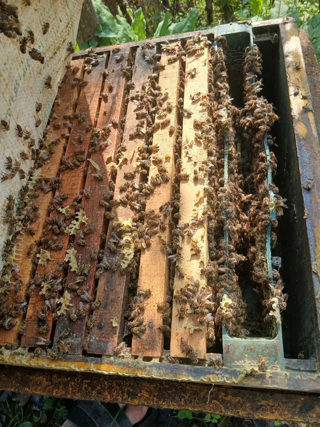 ۵۰عددزنبور کارنیکا بفروش میرسد|حیوانات مزرعه|سیاهکل, |دیوار