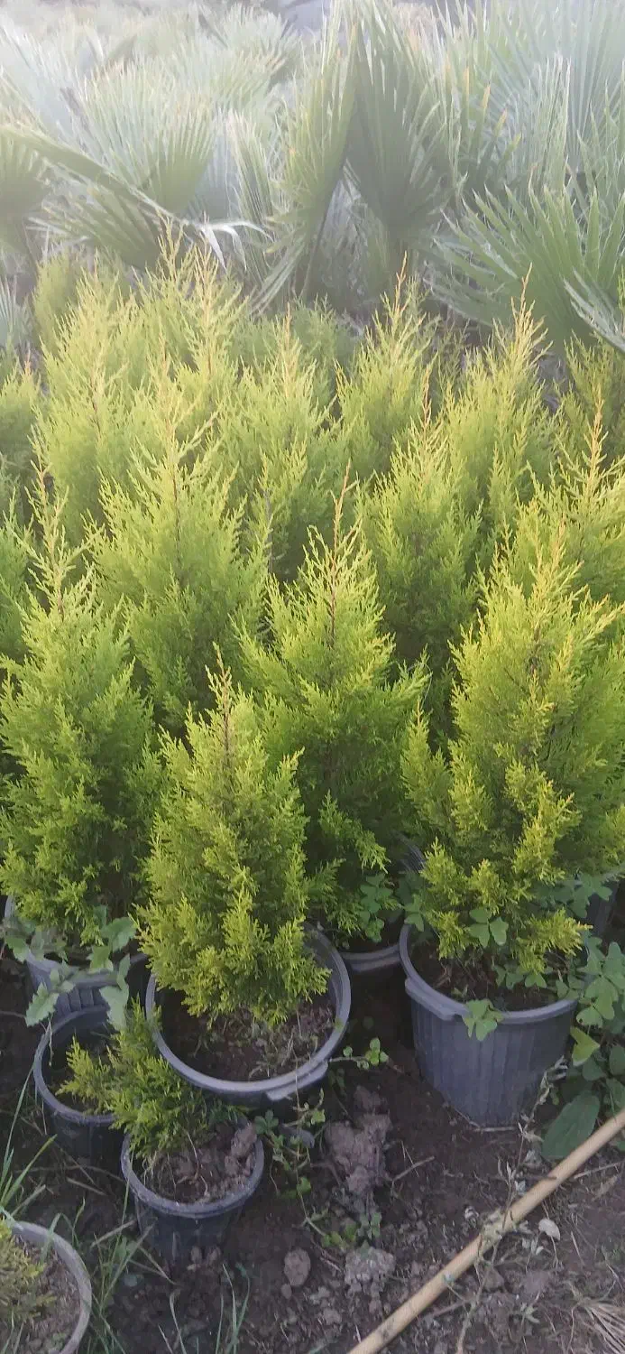 کاج لاوسون پالم واشنگتنی یاس هلندی سیکاس|خدمات باغبانی و درختکاری|کلاچای, |دیوار