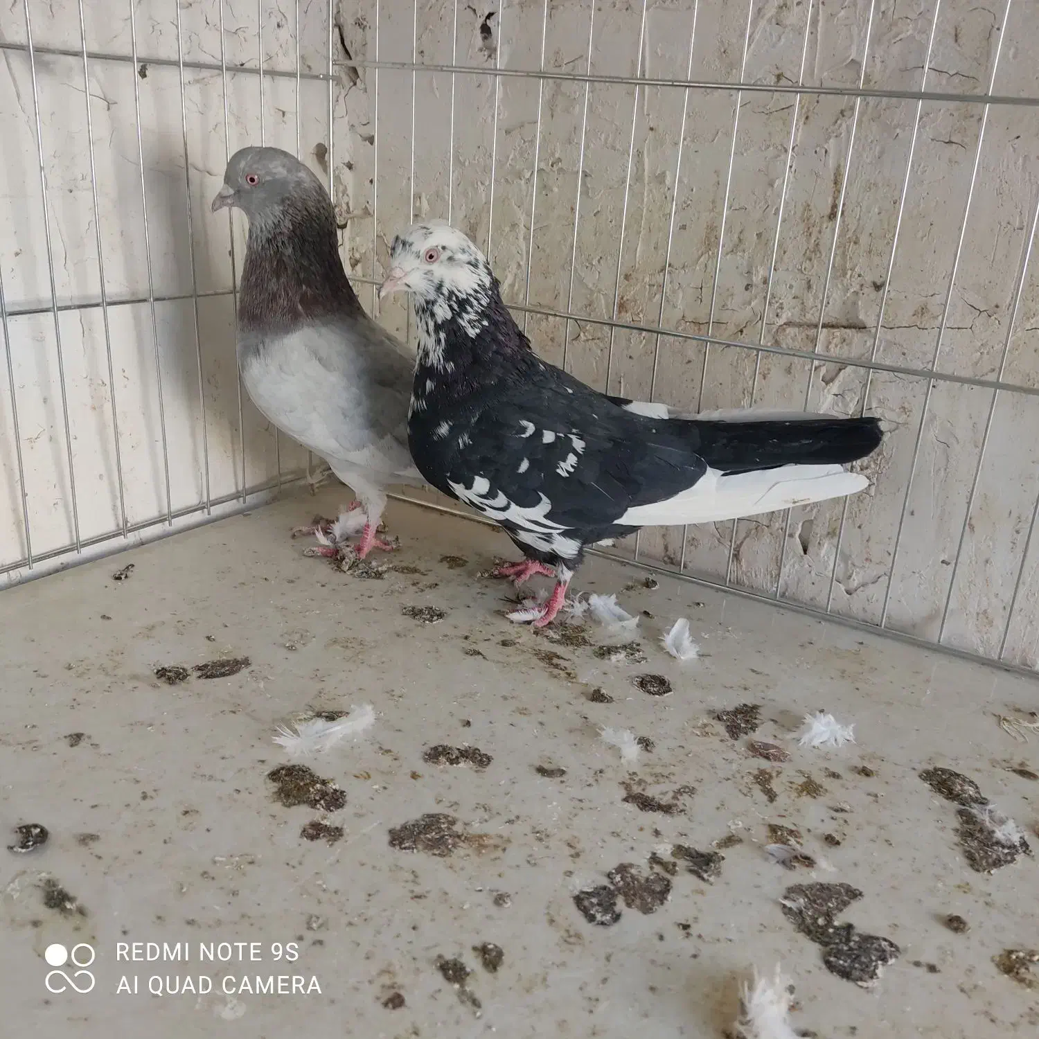 کفتر|پرنده|سیرجان, |دیوار