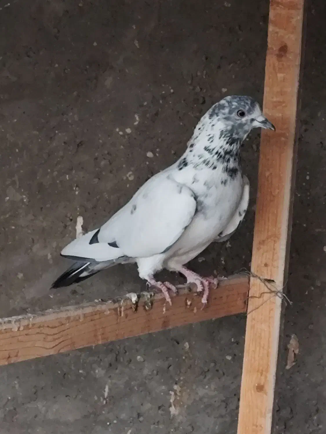 کله دمبی زرد سفید پرشی بازدید پیربکران|پرنده|پیر بکران, |دیوار