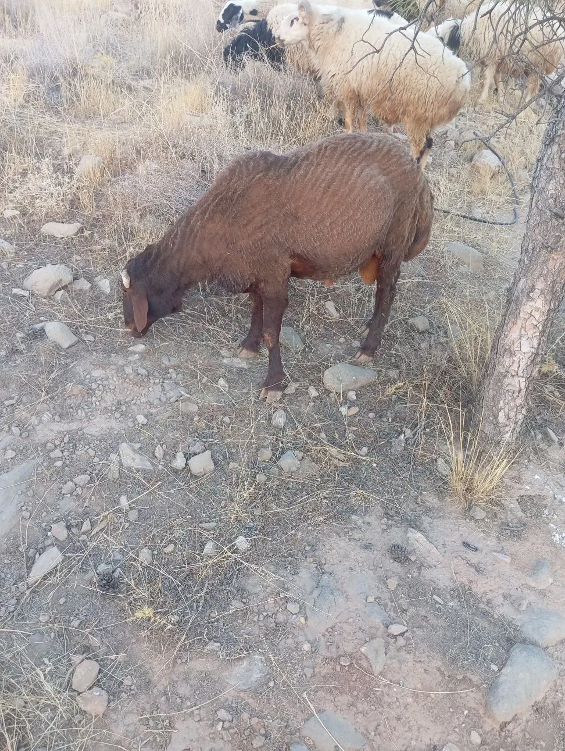 بره سبک نر|حیوانات مزرعه|شیراز, محراب|دیوار