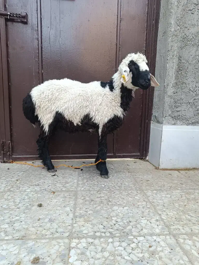 بره نر گوسفند|حیوانات مزرعه|زاهدان, |دیوار