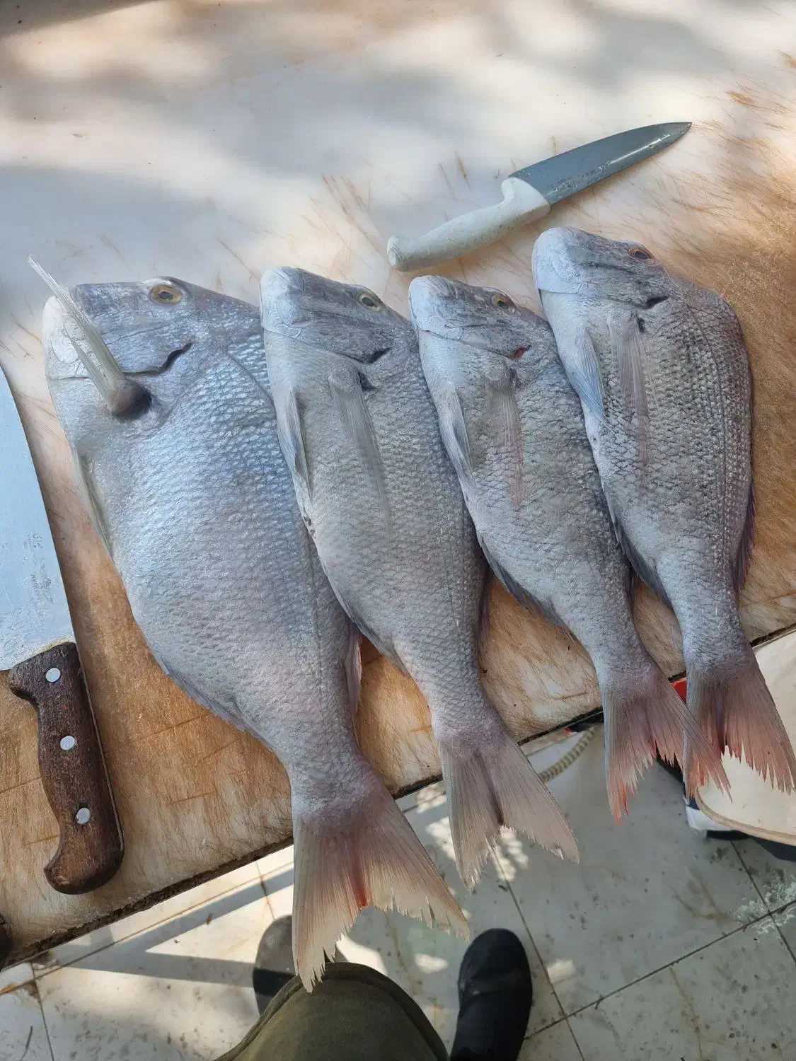 ماهی و میگو تازه صید روز بوشهر|خوردنی و آشامیدنی|تهران, دانشگاه شریف|دیوار