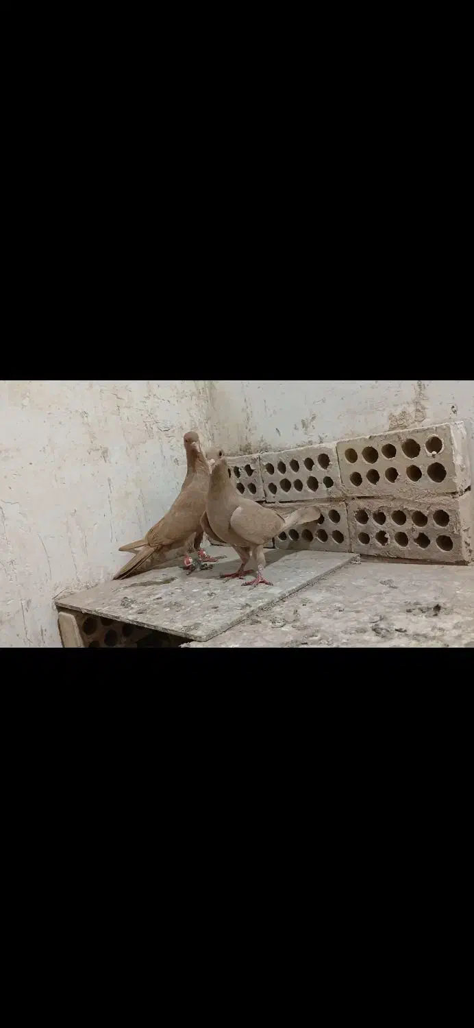 جفت زرد|پرنده|کشکوئیه, |دیوار