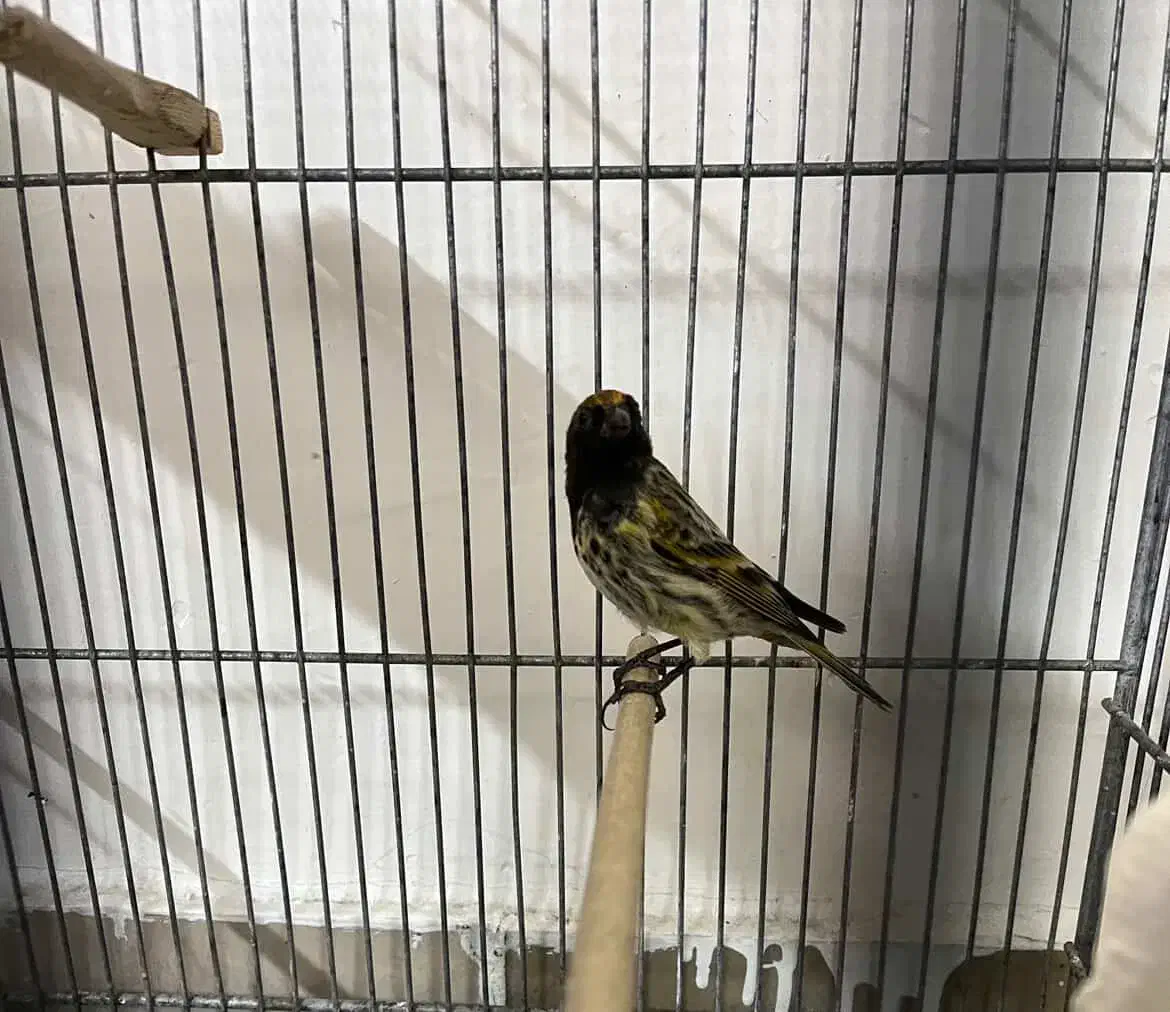 گلبسر ،سهره ،طوطی|پرنده|تهران, خزانه|دیوار