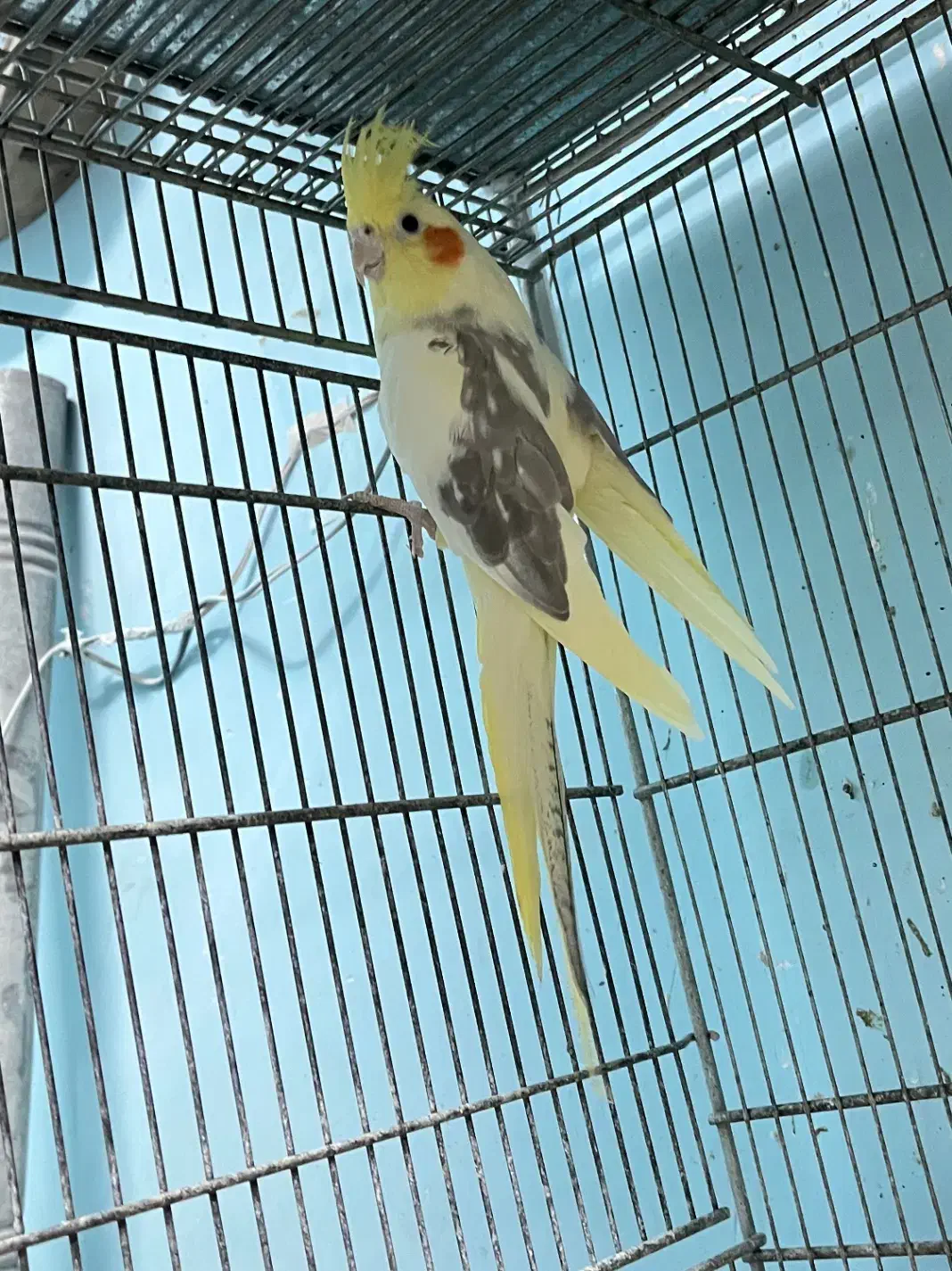 عروس هلندی دوکت ماده|پرنده|ابهر, |دیوار