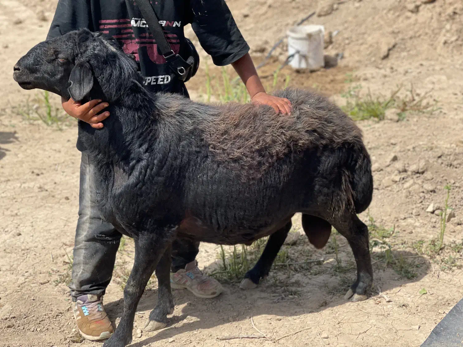 قوچ قره غزل اصیل|حیوانات مزرعه|هشتگرد, شهرک سهیلیه|دیوار