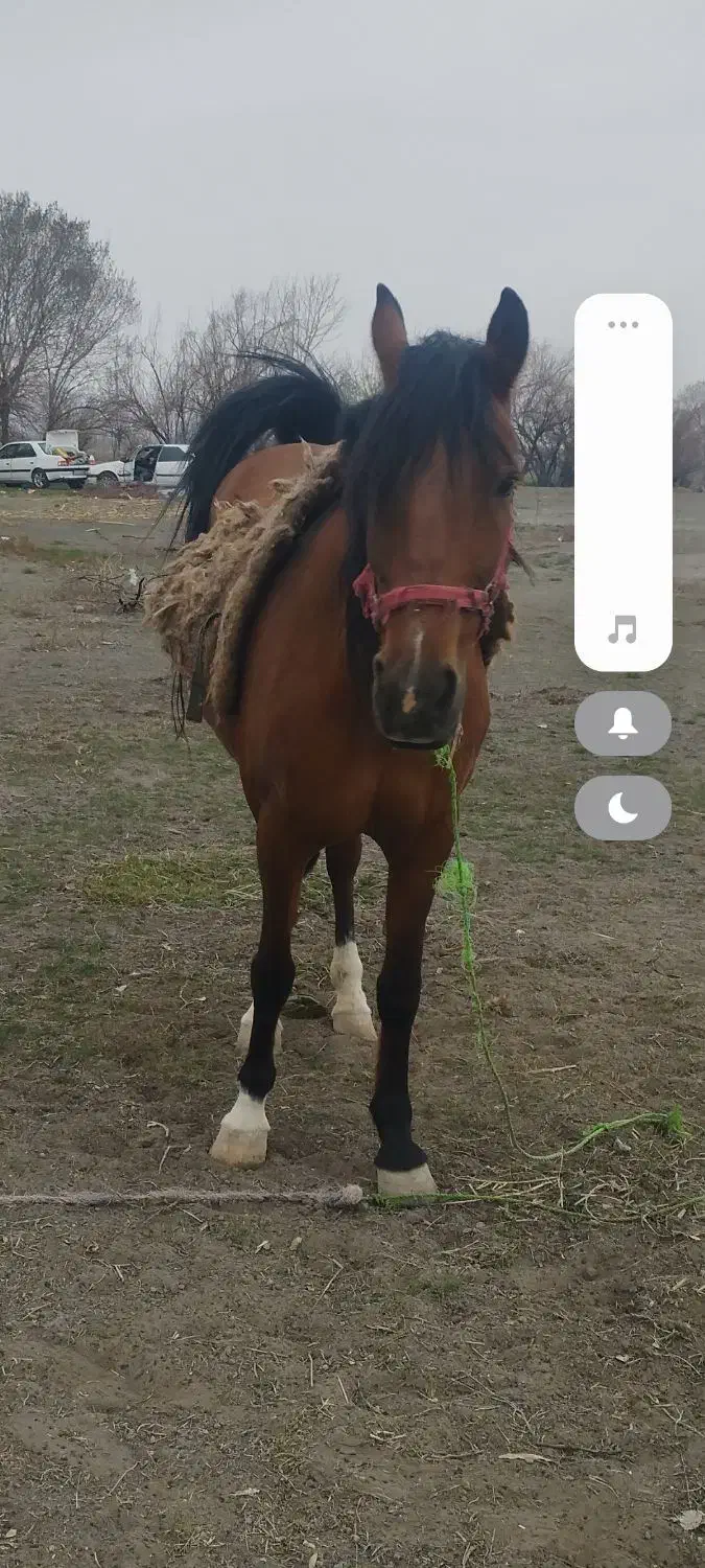 سالم|اسب و تجهیزات اسبسواری|سلماس, |دیوار