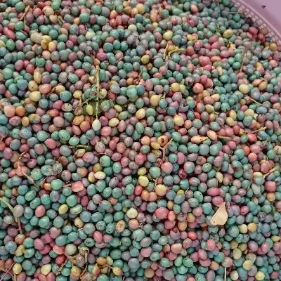 بنه کوهی|خوردنی و آشامیدنی|شیراز, زند|دیوار