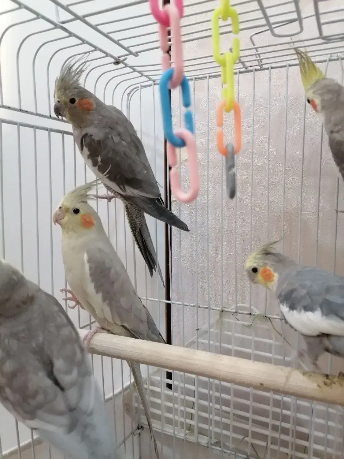 فروش 8عددعروس هلندی  مولد و همراه با جوجه|پرنده|تهران, شهرک طالقانی|دیوار