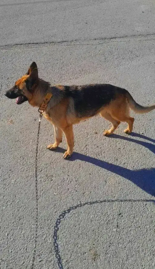 سگ ...|سگ|اسلام‌‌آباد غرب, |دیوار