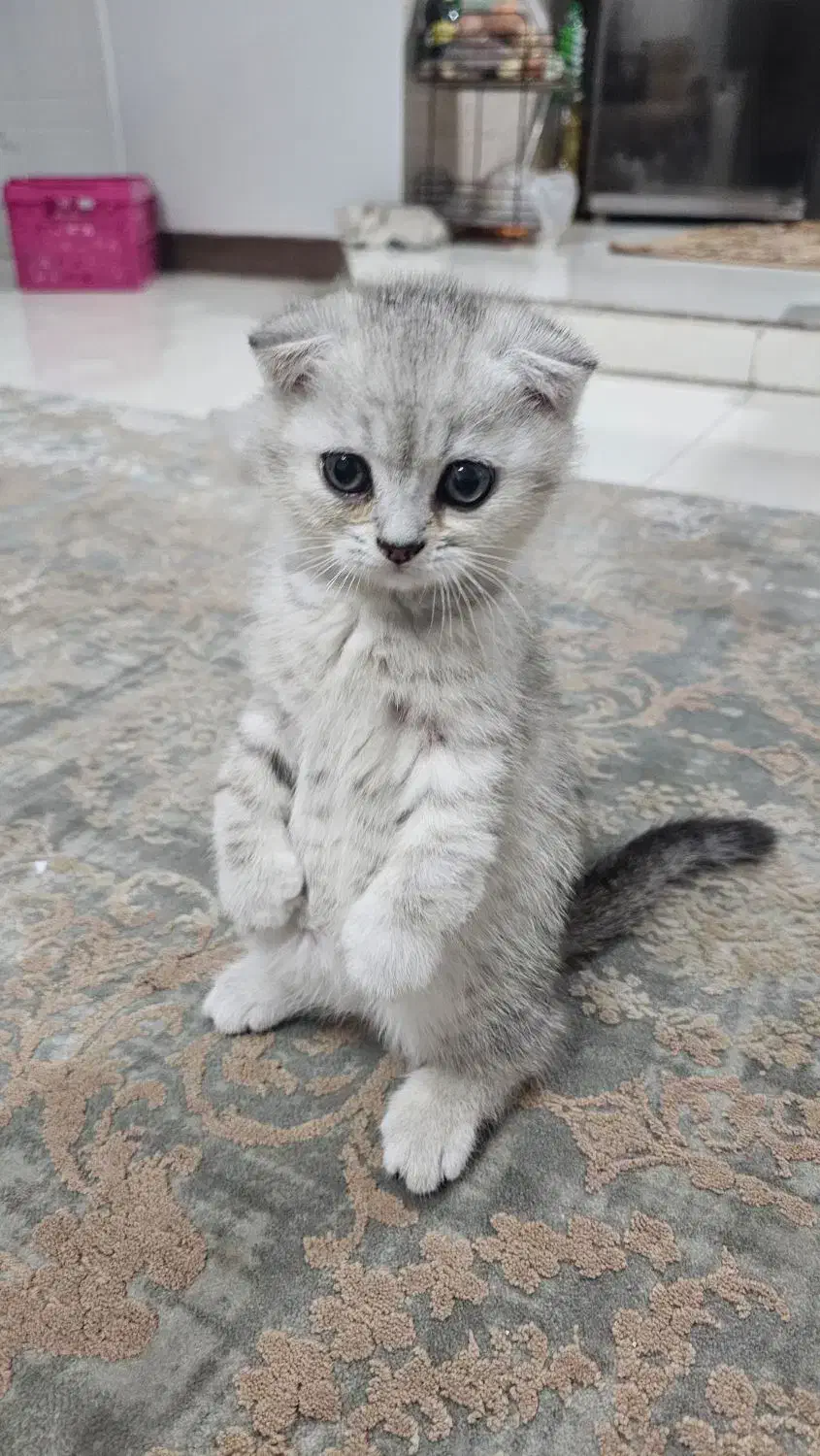 واگذاری گربه اسکاتیش|گربه|همدان, |دیوار