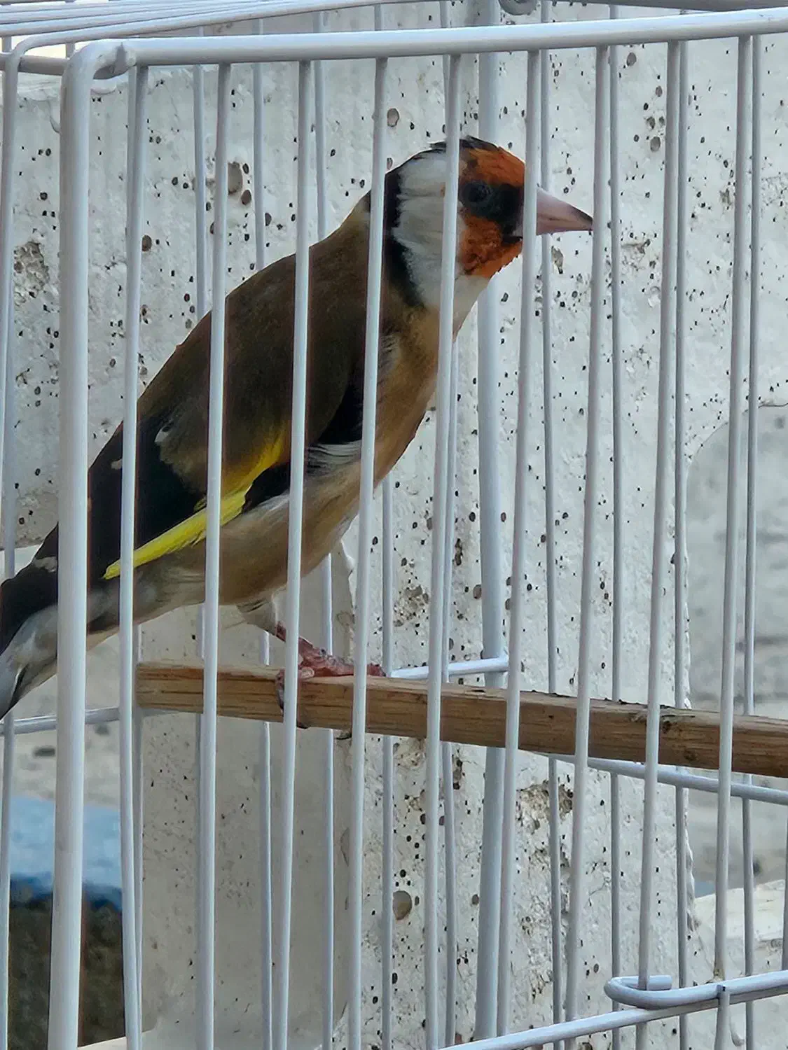 سهره چهارگل دهن لر|پرنده|مشهد, شهرک شهید باهنر|دیوار