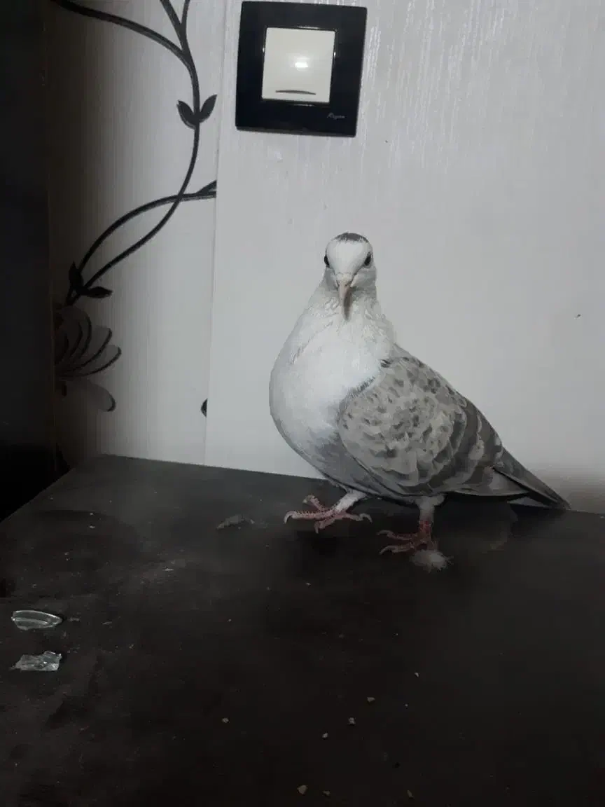 مخمل سوسنی ماده|پرنده|شیراز, آبیاری|دیوار