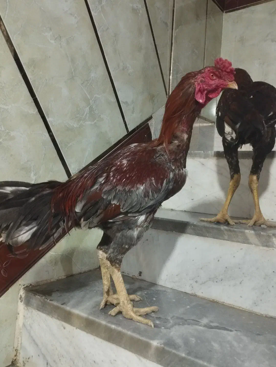 خروس لاری|حیوانات مزرعه|سنگدوین, |دیوار