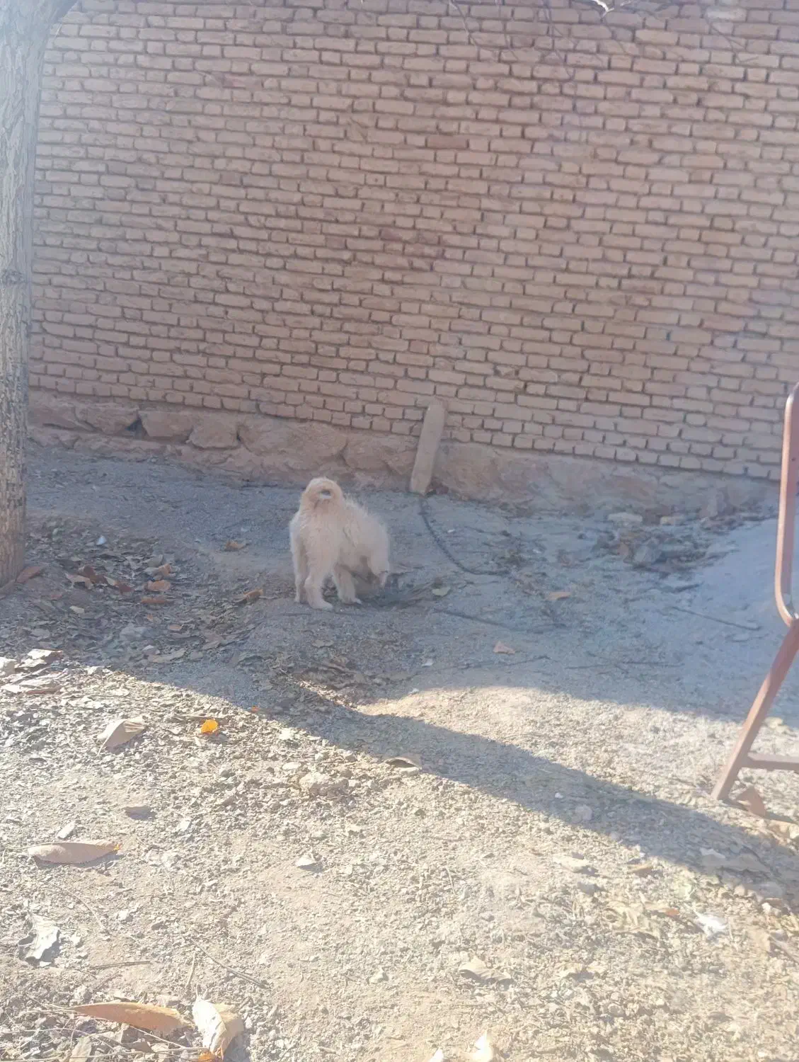 سگ پاکوتاه|سگ|فارسان, |دیوار