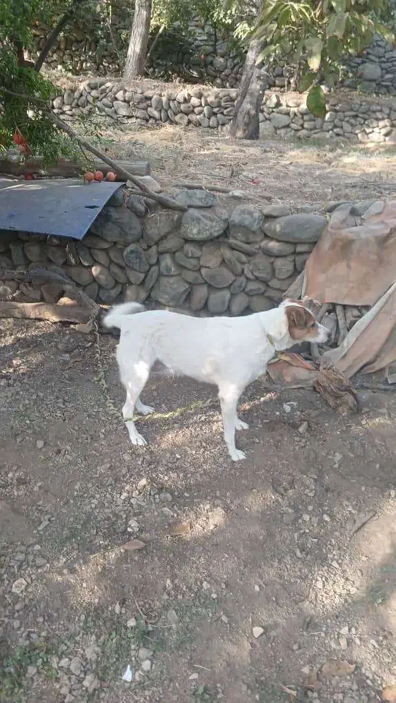 واگذاری سگ|سگ|تهران, شهران شمالی|دیوار