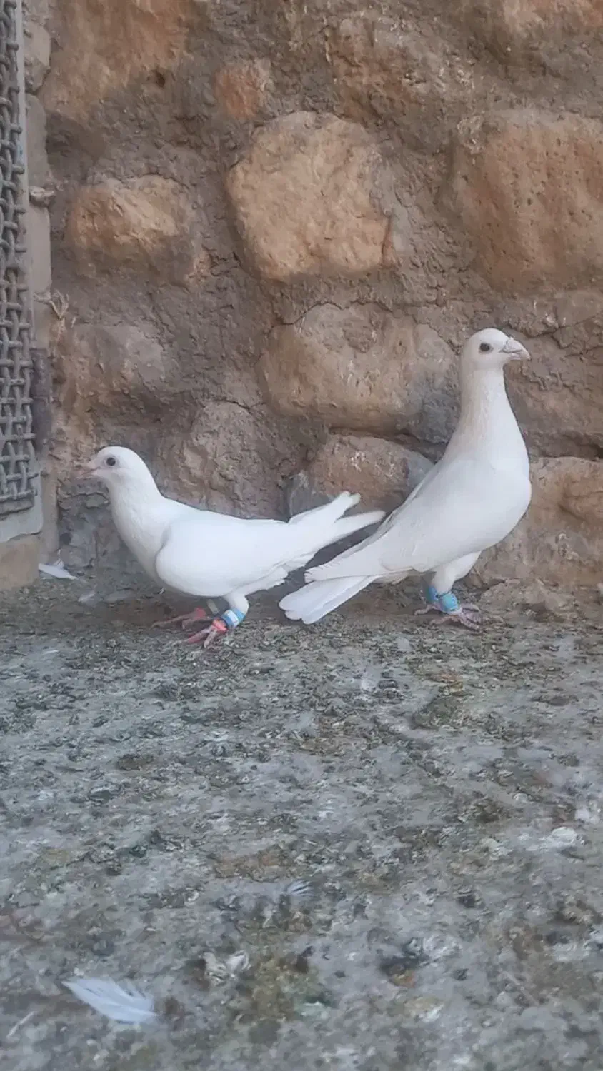 فروش ۵عدد پرنده درجه یک|پرنده|بافق, |دیوار