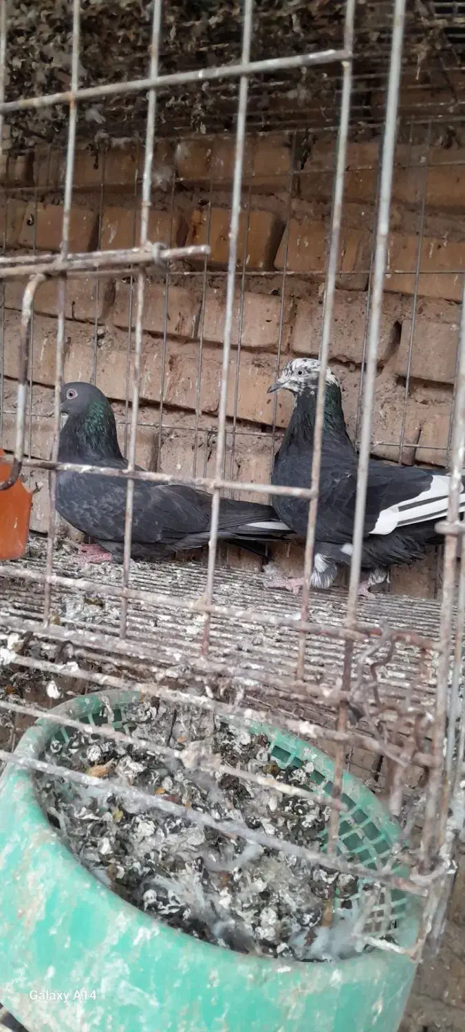 کبوتر لوت|پرنده|کارون, |دیوار