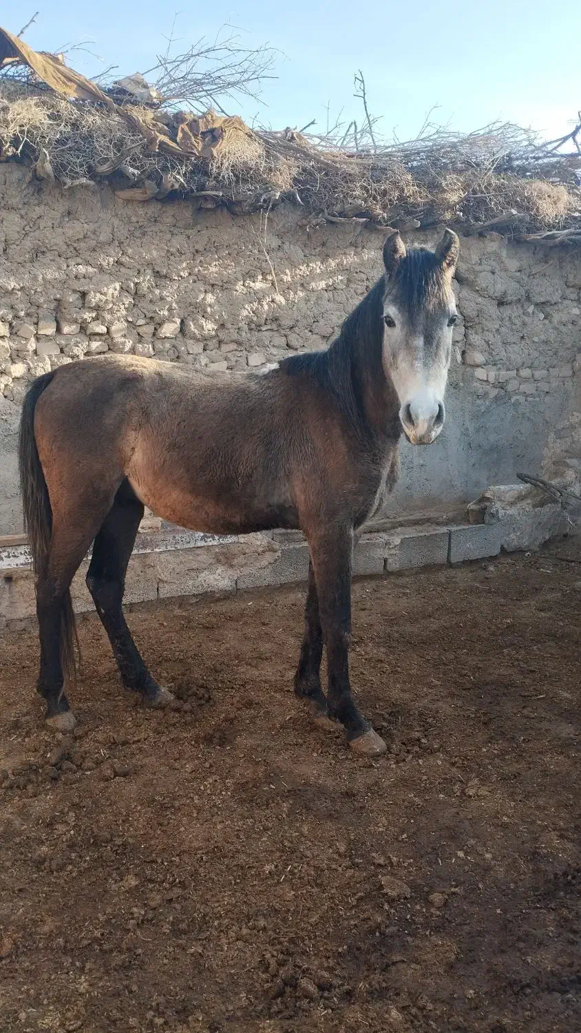 اسب نجیب|اسب و تجهیزات اسب‌سواری|تربت‌حیدریه, پائین ولایت|دیوار