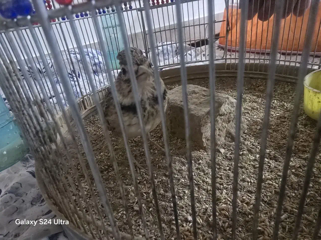 سهره سهره قناری|پرنده|اراک, |دیوار