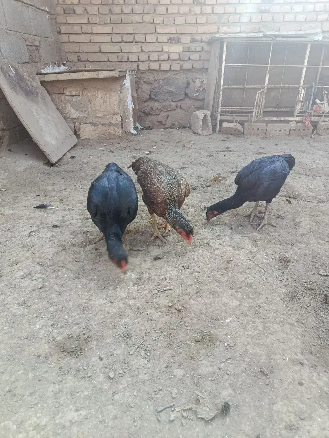 چهار عدد لاری|حیوانات مزرعه|شوط, |دیوار