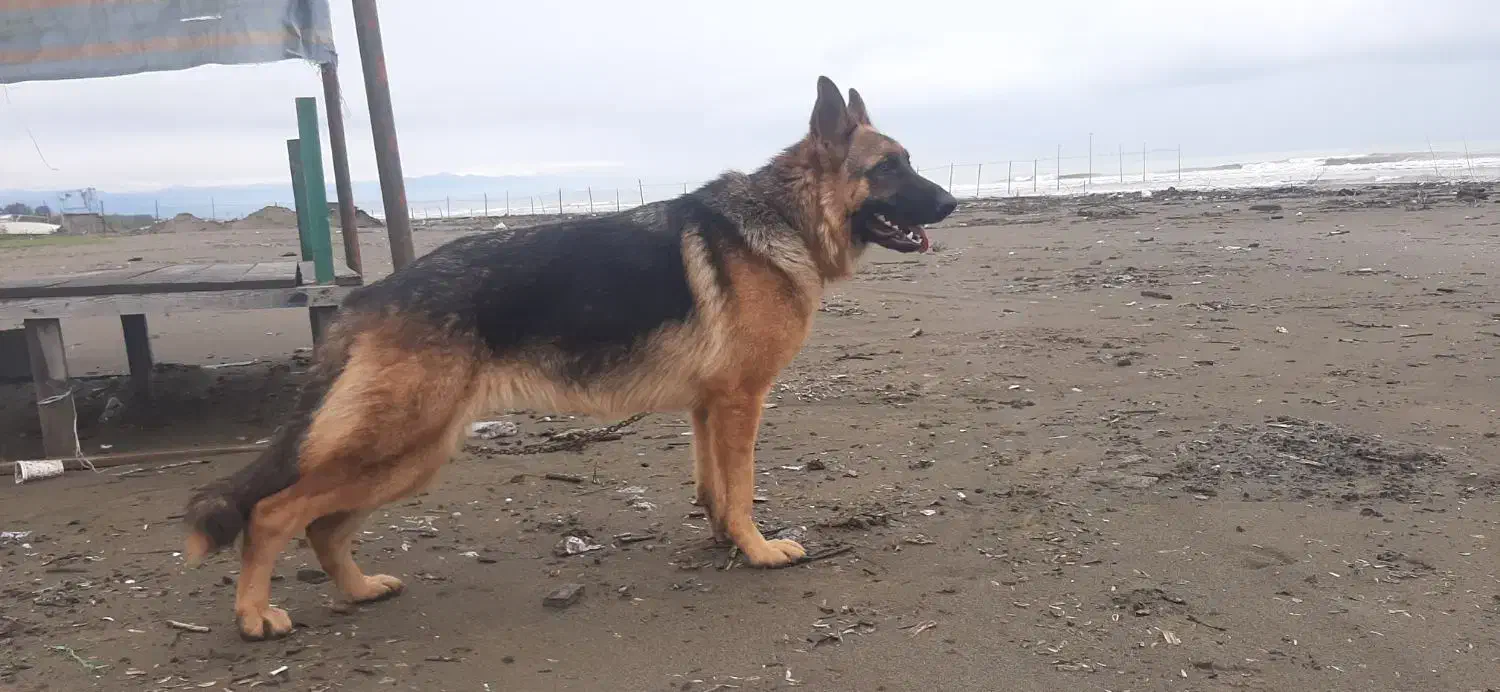 سگ ژرمن ماده دوساله|سگ|رشت, پل تالشان|دیوار