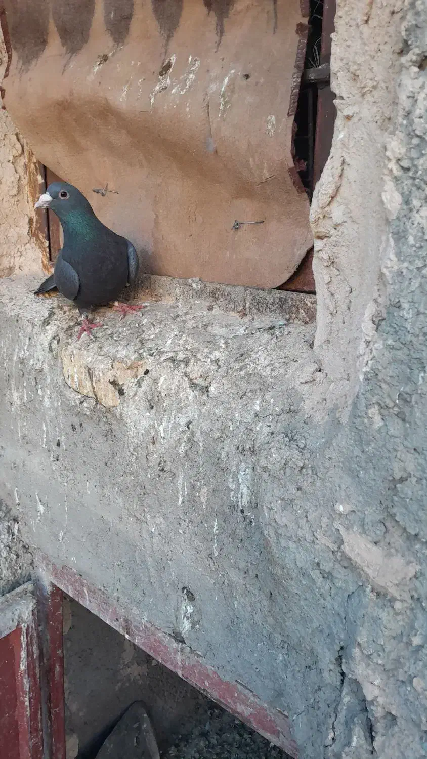 نر سوراخ|پرنده|ماهان, |دیوار