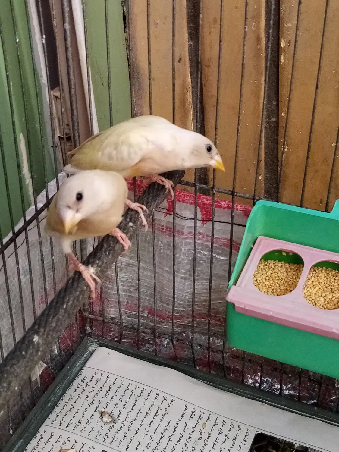 فنچ گلدین|پرنده|کرج, حیدرآباد|دیوار