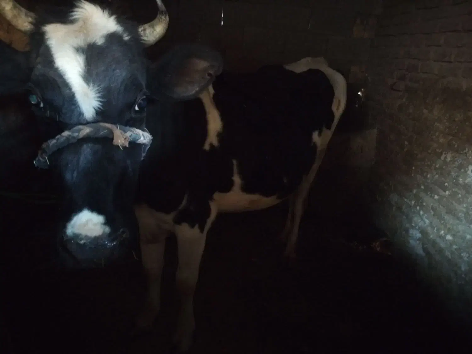 گاو|حیوانات مزرعه|ارمند, |دیوار