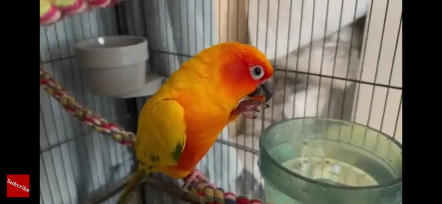 گمشده پرنده (مژدگانی بزرگ)|حیوانات|اسفراین, |دیوار